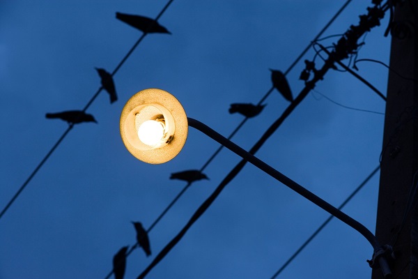 Aves luminica