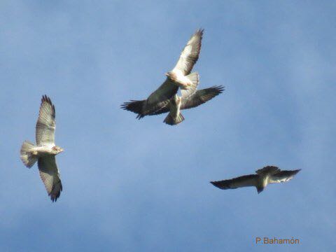 Avistamiento 2 abril 4