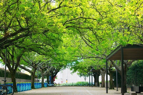 BONOS VERDES COLOMBIA