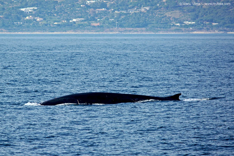 Ballena