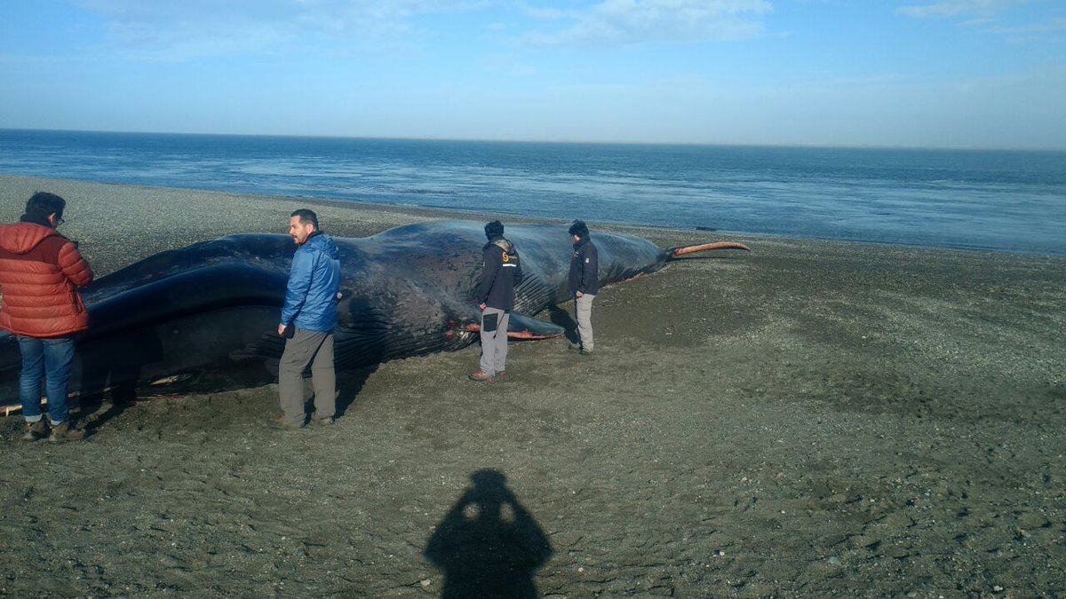 Ballena 01