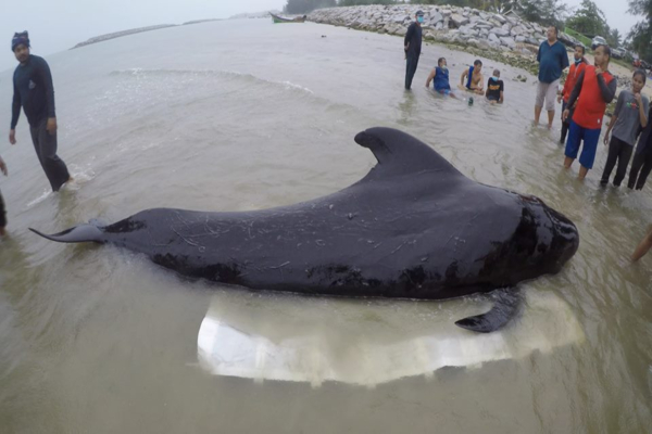 Ballena 1 ok