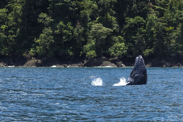 Ballena Chocó