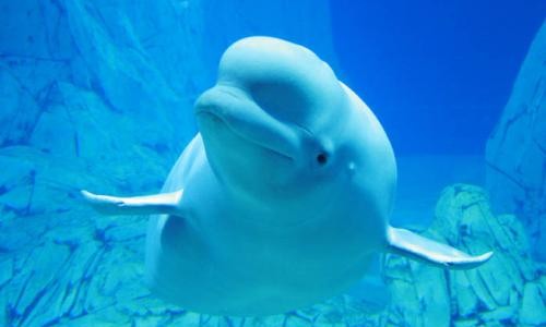 Beluga Oceanografic