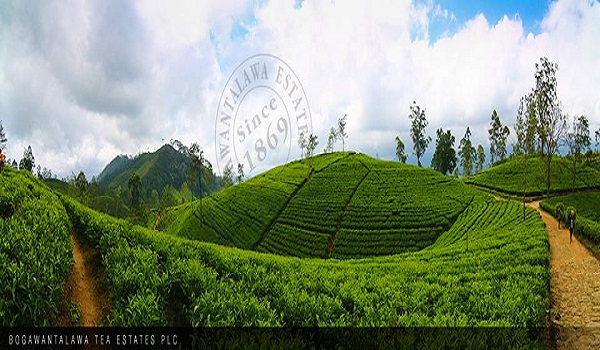 Bogawantalawa Tea Estates