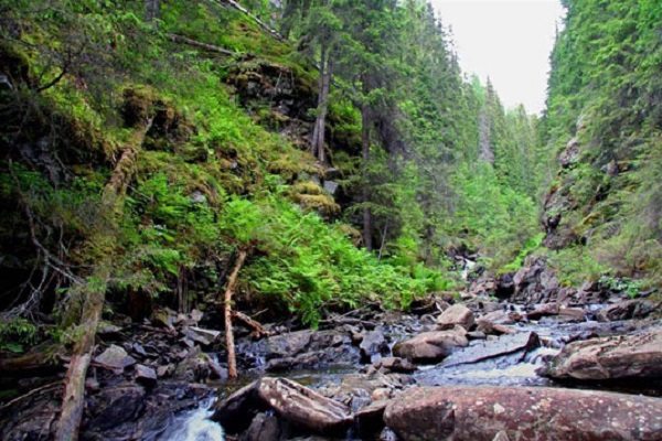 Bosque Noruega