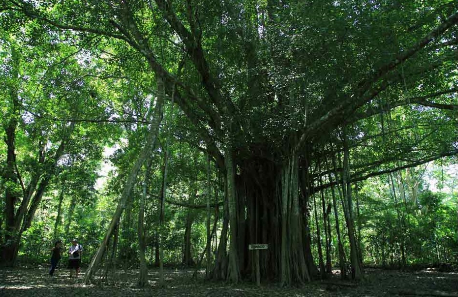 Bosques Amazonia