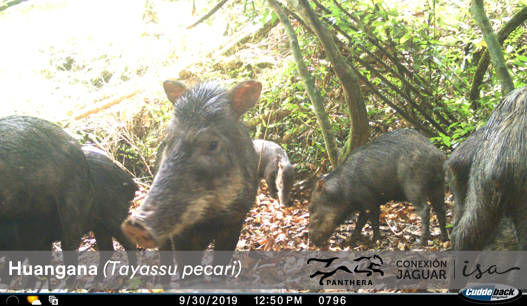 Cachufe Tayassu pecari