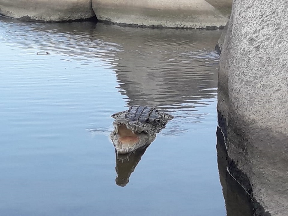 Caiman Aguja Robinson Otero Sector Arrecifes