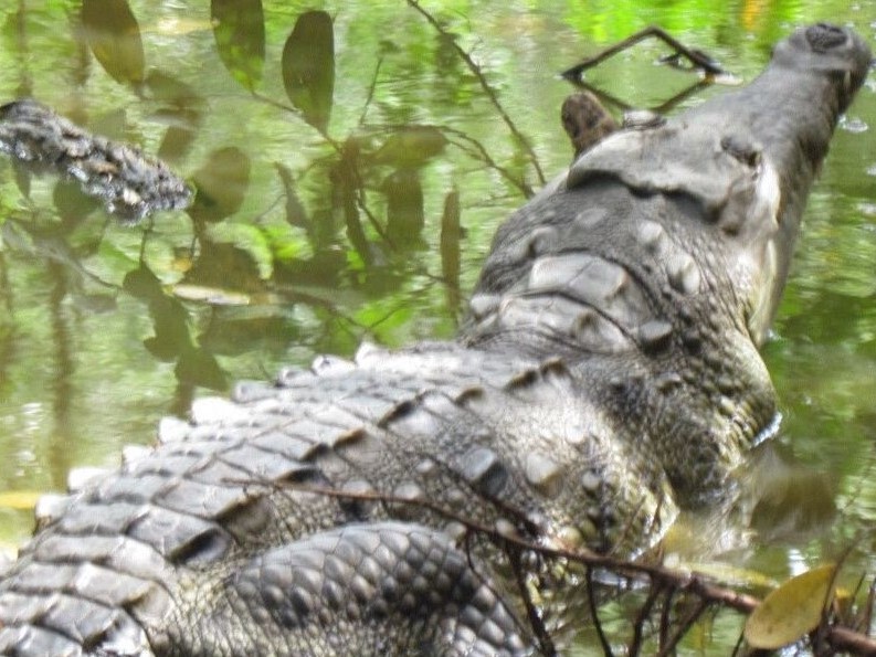 Caiman aguja2