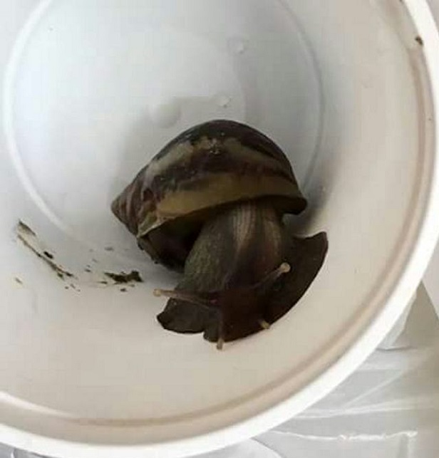 Caracol Montes de María