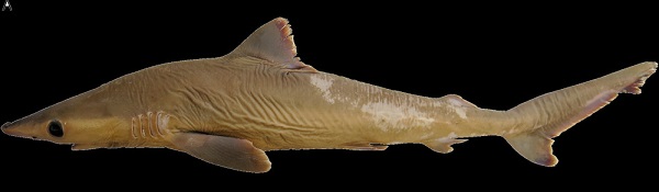 Carcharhinus obsolerus holotype