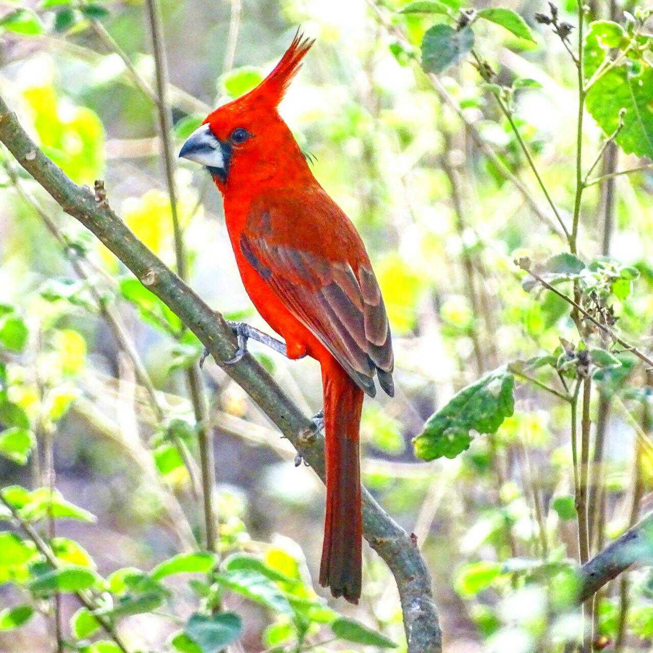 Cardenal Guajiro