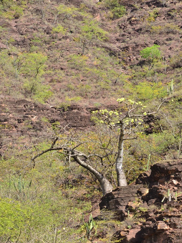 Ceiba barrigona Felipe Estela