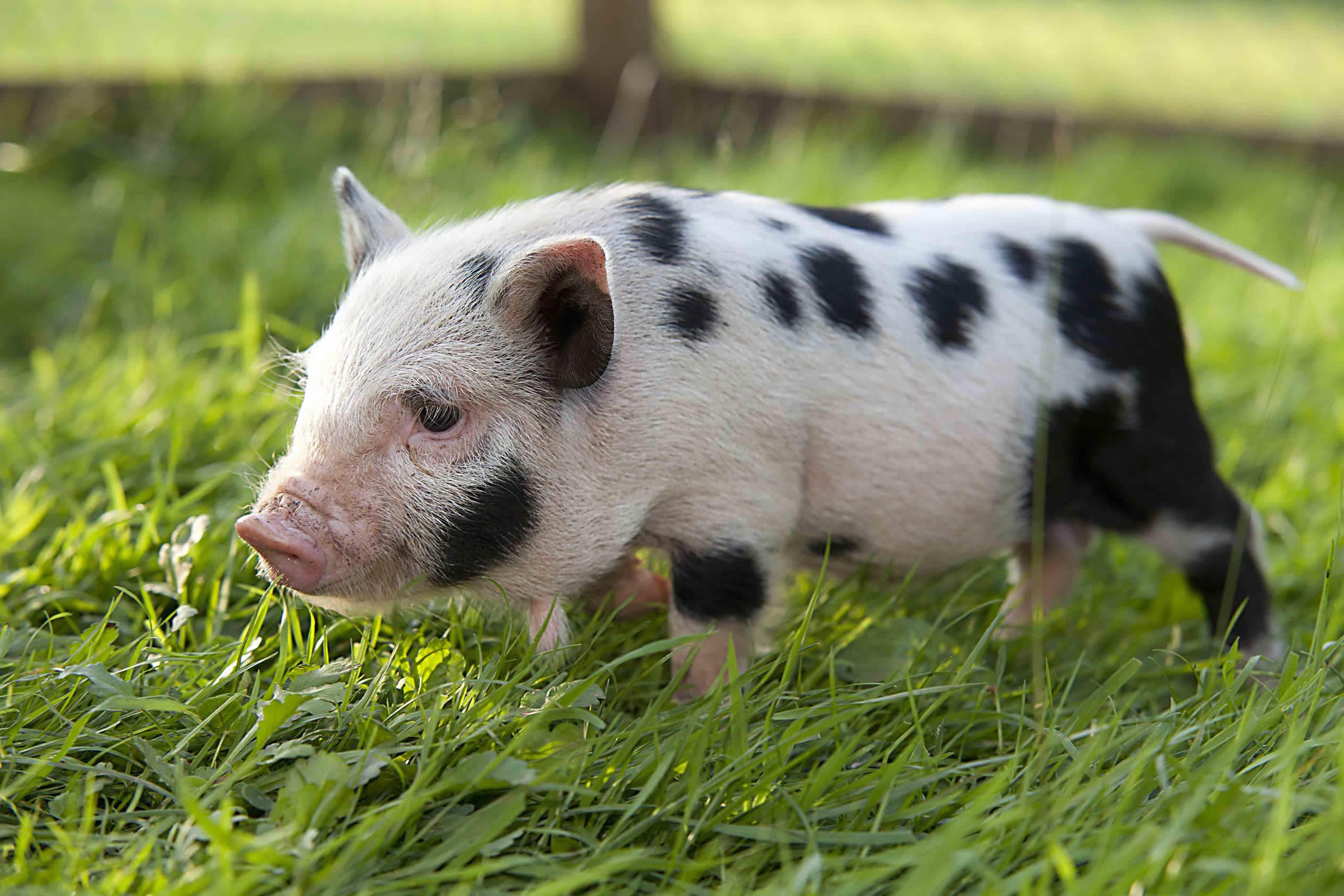 A partir de 2022 será prohibido tener 'minipigs' y pitones como mascotas