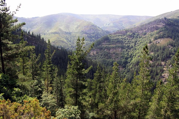 Certificación Bosques