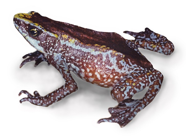 Chiriqui harlequin frog Atelopus chiriquiensis