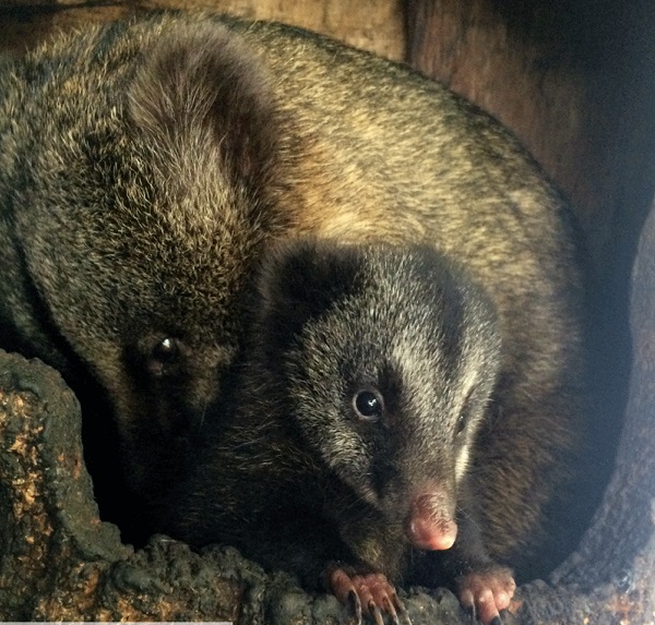 Coatí de montaña