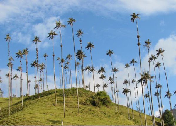 Cocora