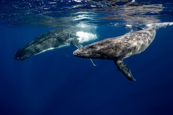 Comunicacion ballenas