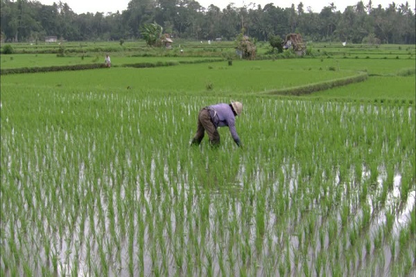 Cultivo de Arroz