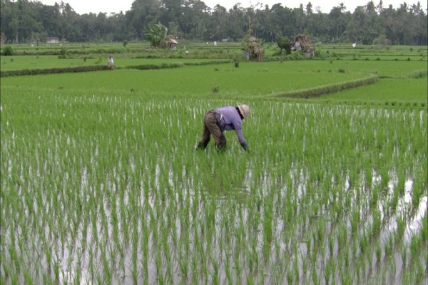 Cultivo de Arroz