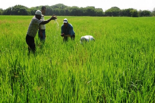 Cultivos de arroz en riesgo