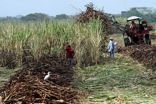 Cultivos de caña afectados