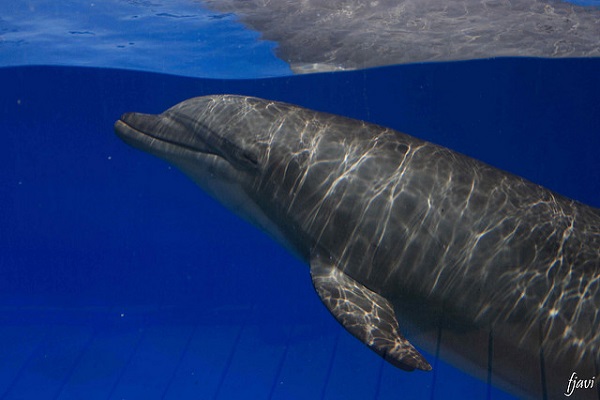 DELFIN600