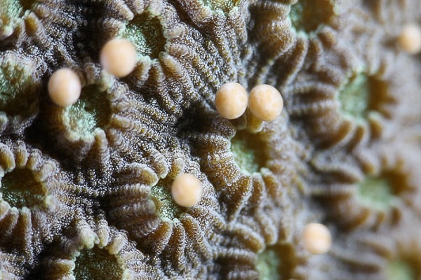 DESOVE CORAL 2