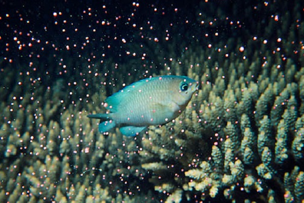 DESOVE CORAL 3