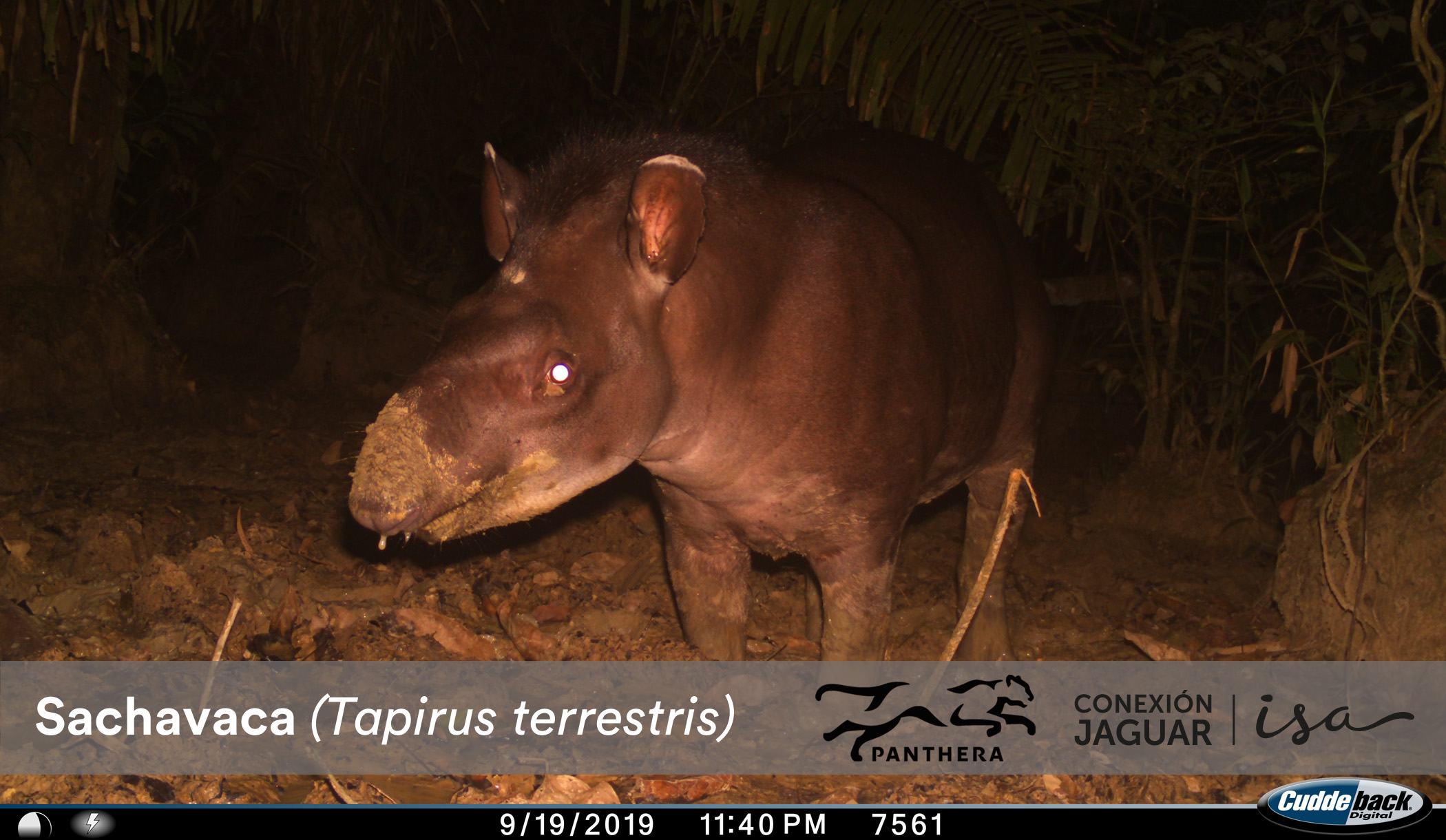 Danta tapirus terrestris