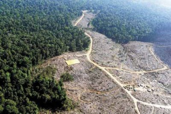 Resultado de imagen para la deforestacion en colombia