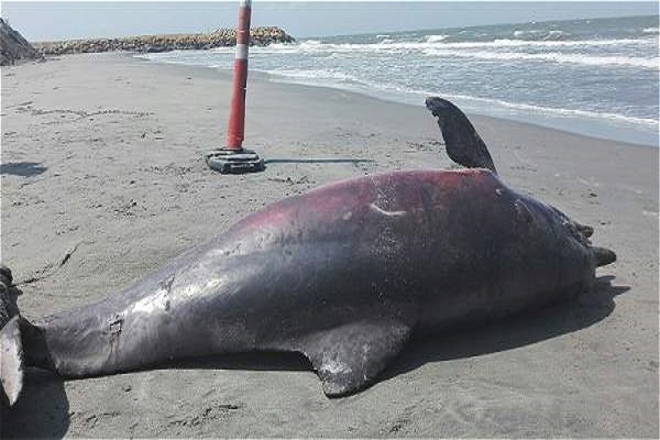 Delfin600