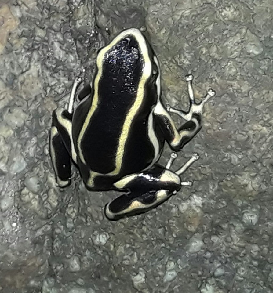 Dendrobates Truncatus Robinson Otero Sector Arrecifes