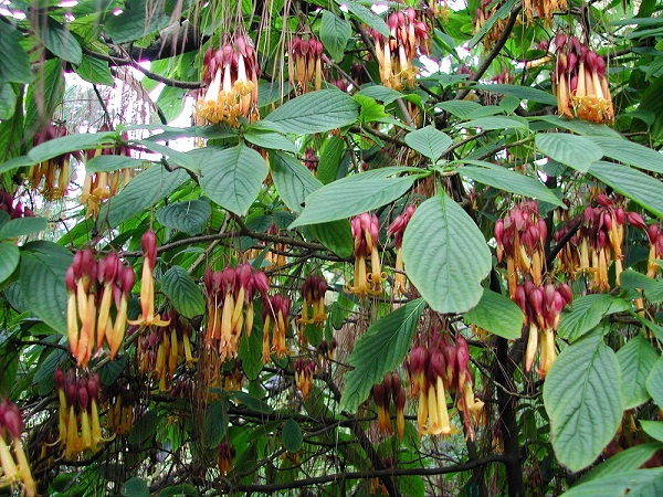 Deppea splendens 2 0511