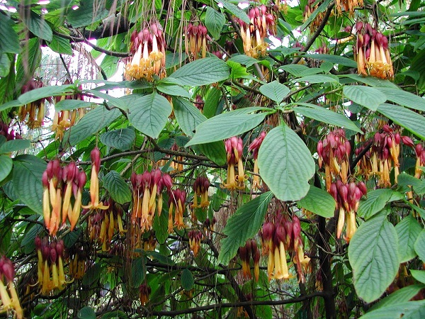 Deppea splendens 2 0511