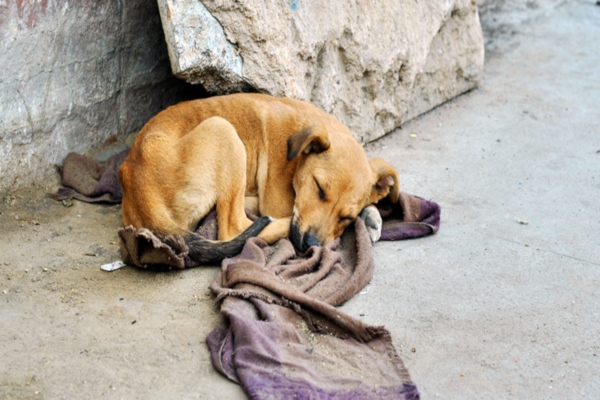 Díadelperrocallejeo1