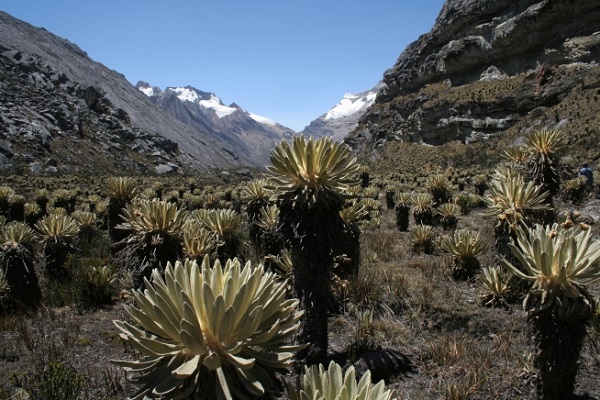 El Cocuy