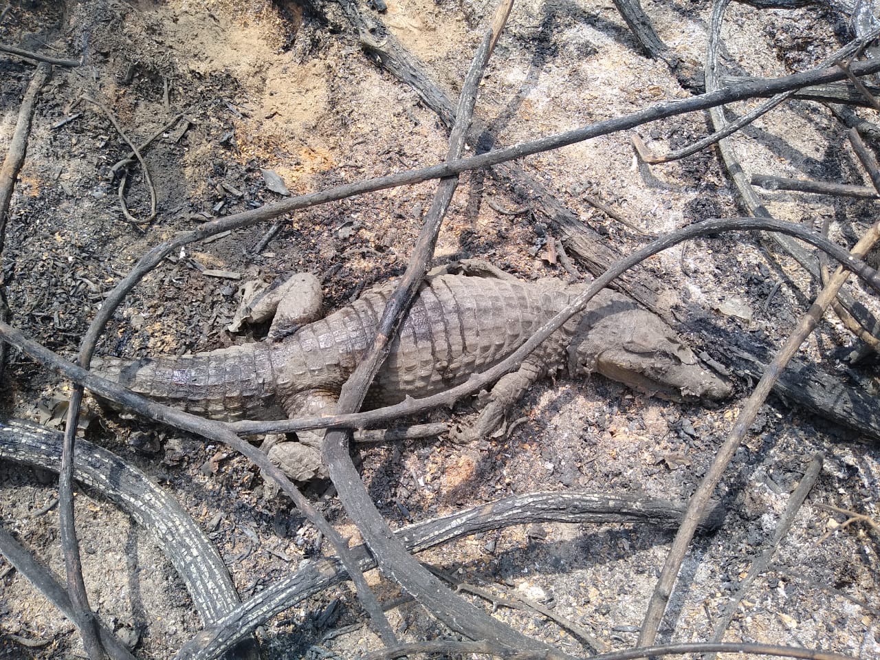 Especies afectad Incendio Vipios 05 07 2020