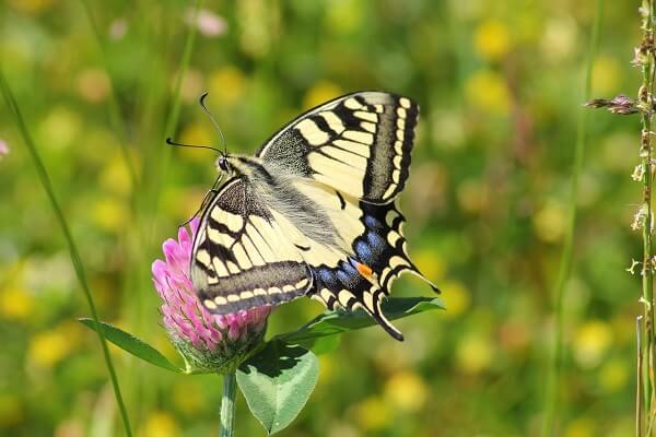 Especies de mariposas
