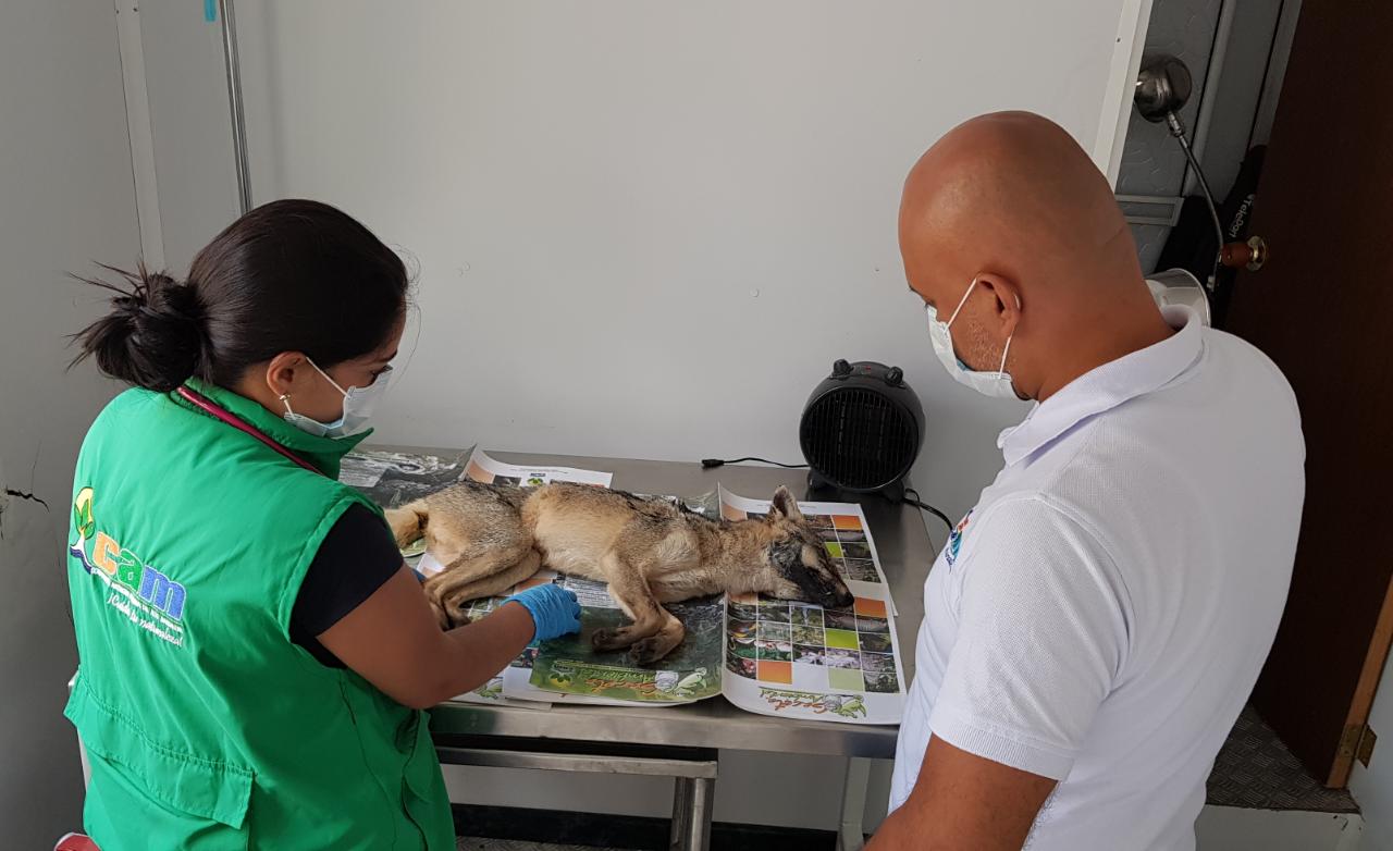 FAUNA SILVESTRE RECUPERADA 3