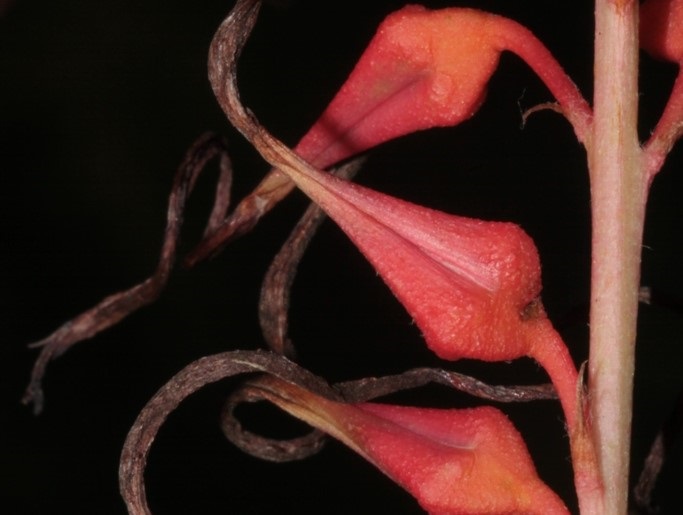 Flor de Pitcairnia huilensis 2