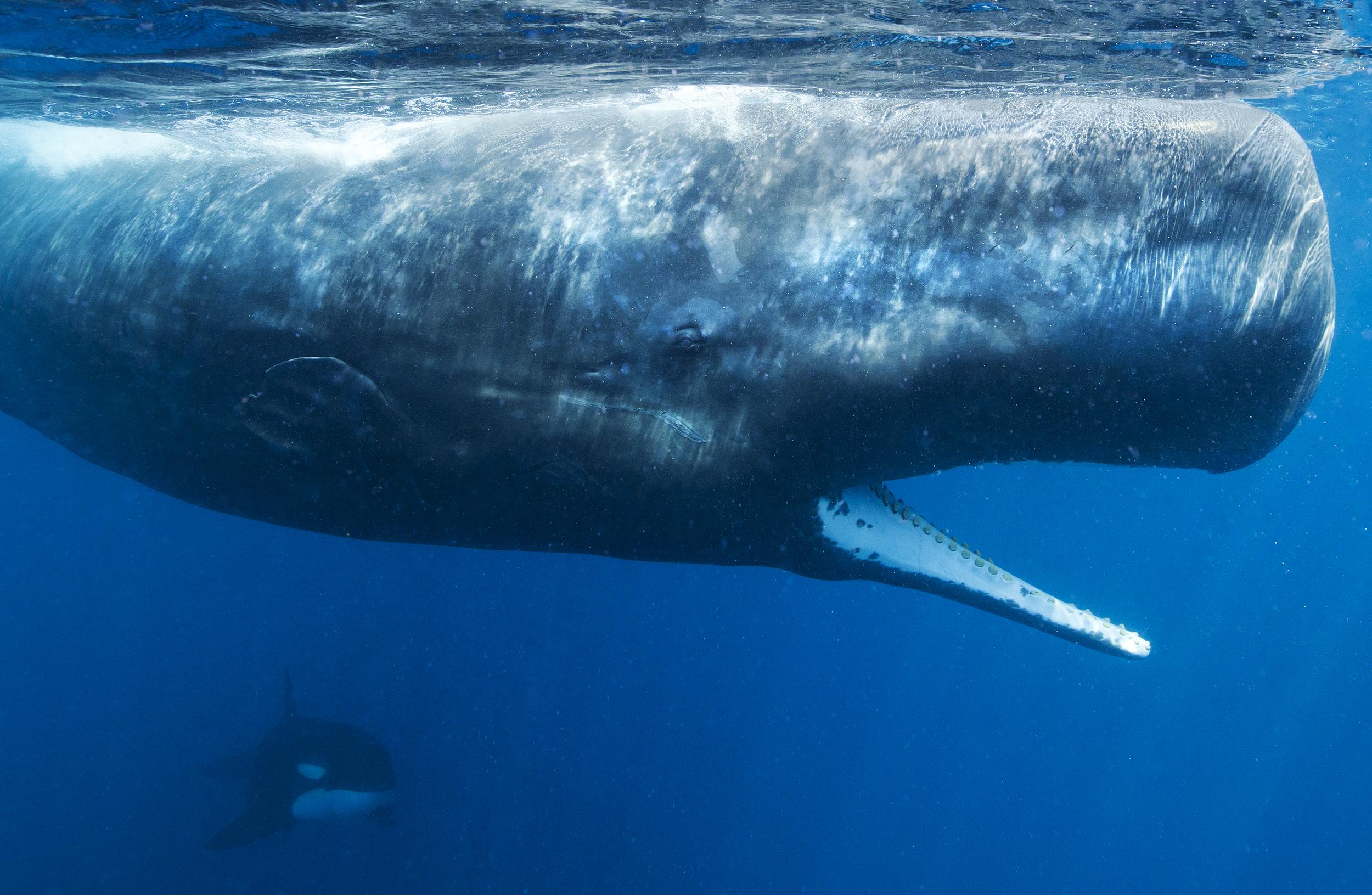 GP04PW7 PressMedia Ballena