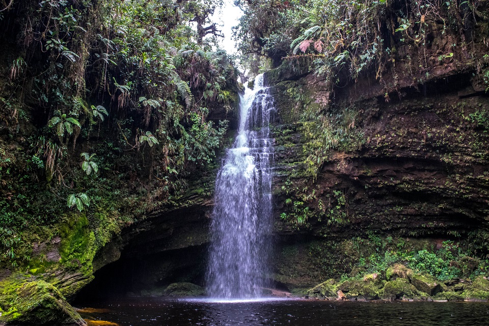 GUACHAROS 41
