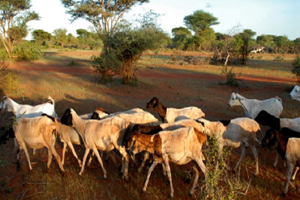 Ganaderia fao