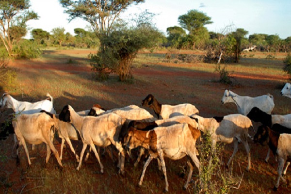 Ganaderia fao