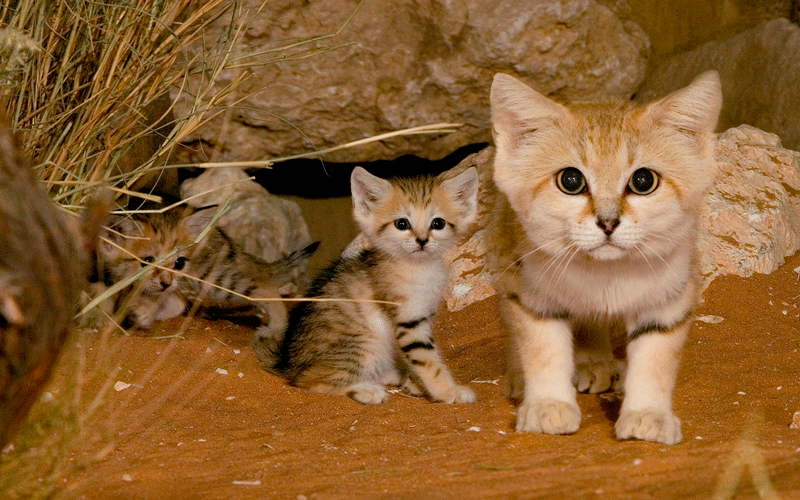 Gato del desierto 1