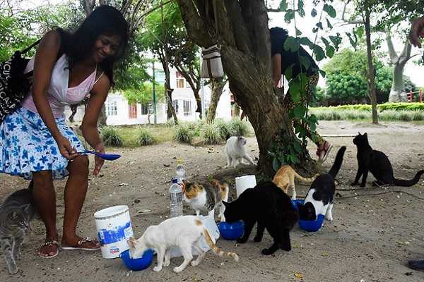 Gatos en Barranquilla