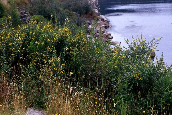Genista monspessulana 3